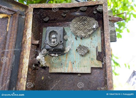 wasps in electrical panels